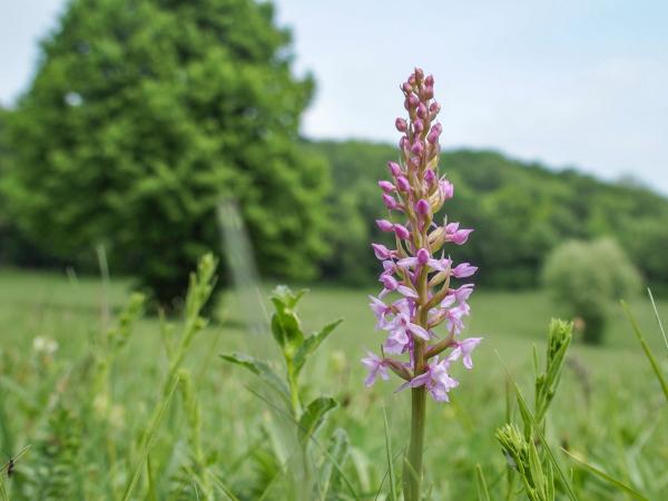 Entdecken Sie mit uns Orchideen und lauschen Sie der Vogelwelt. Am Bild: Mücken-Händelwurz