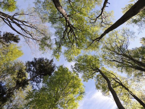 Baumkronen von unten mit blauen Himmel im Hintergrund