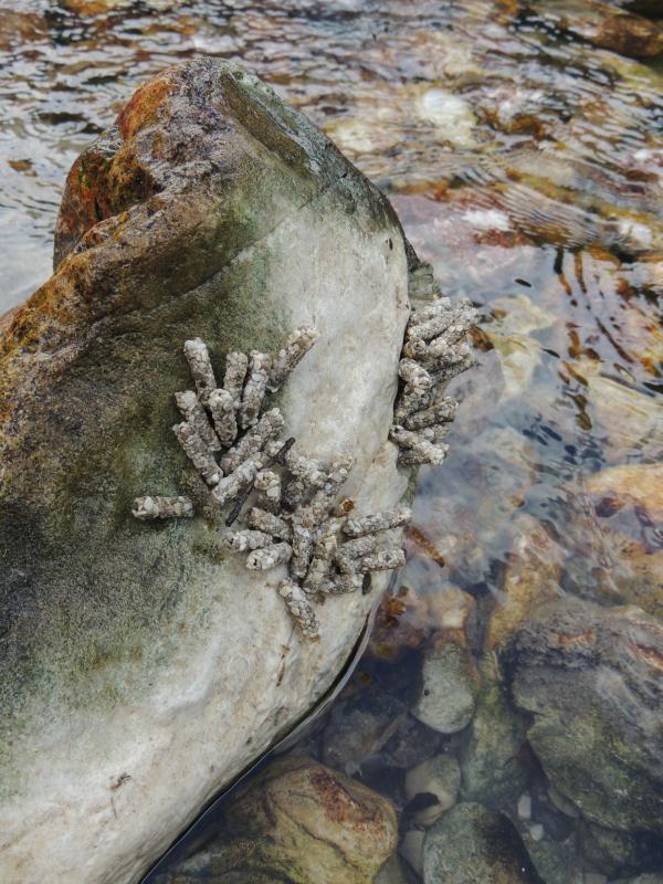 Köcherfliegenlarven auf einen Stein im Wasser