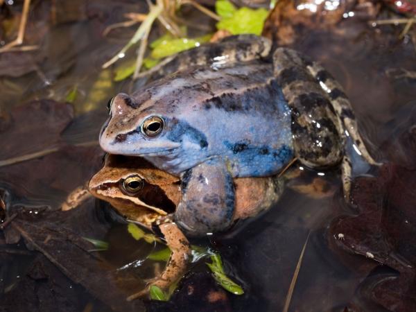 Moorfrosch-Pärchen bei der Paarung