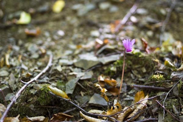 Melden Sie sich zum kostenlosen Online-Vortrag an und erfahren Sie mehr über die Kernzone Dorotheerwald im Biosphärenpark Wienerwald.