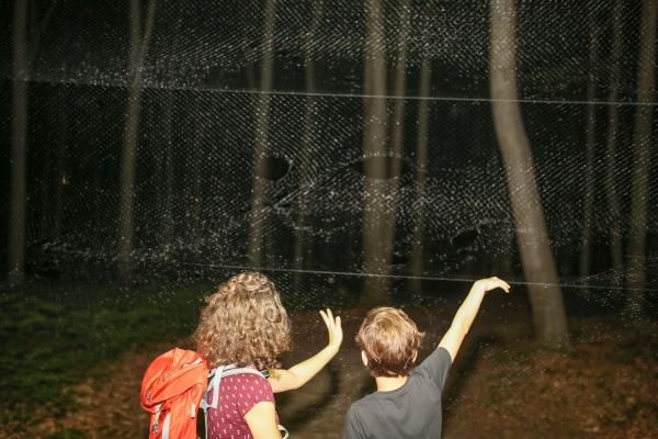 Die ForscherInnen des KFFÖ spannten sechs, rund 9 mal 4 Meter große Fangnetze im Wald.