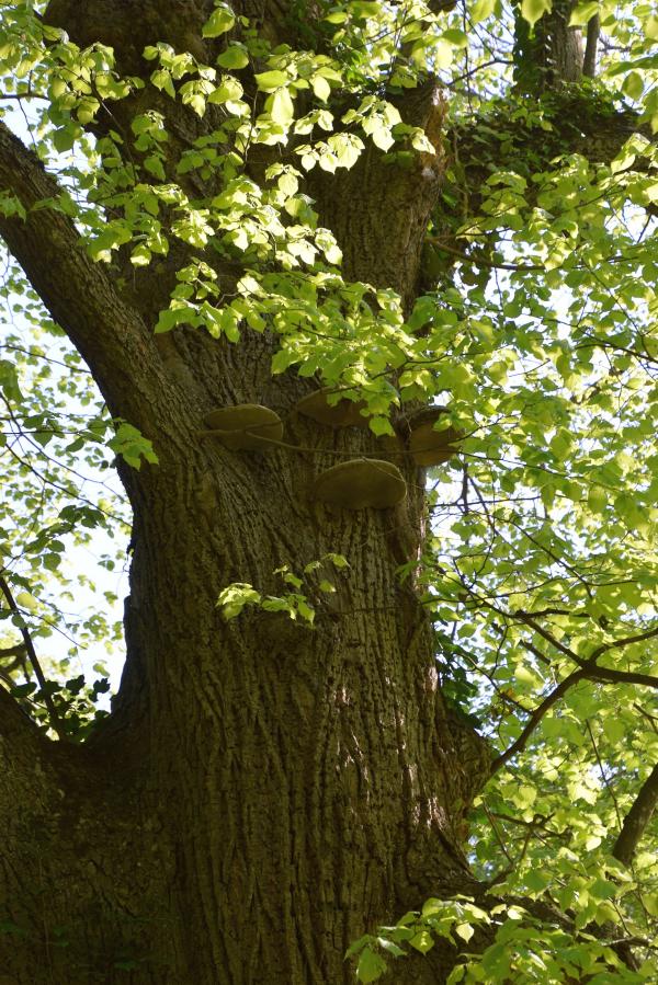 großer Baum mit Blättern und Baumschwamm