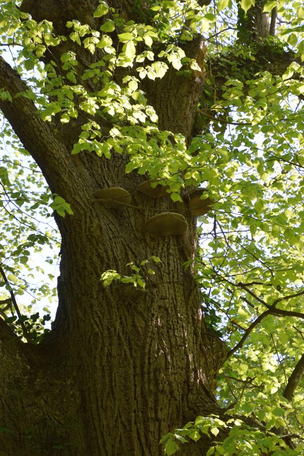 großer Baum mit Blättern und Baumschwamm