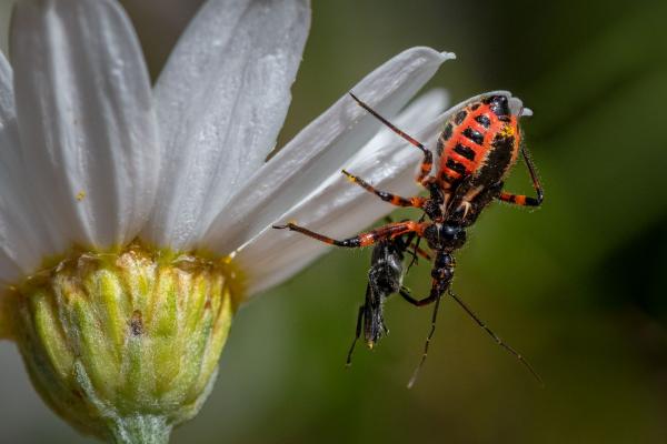 Rote Mordwanze auf weißer Blume