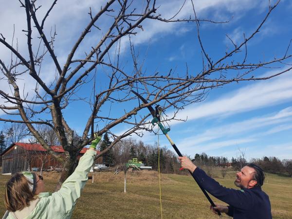 KursteilnehmerInnen beim Obstbaumschneiden