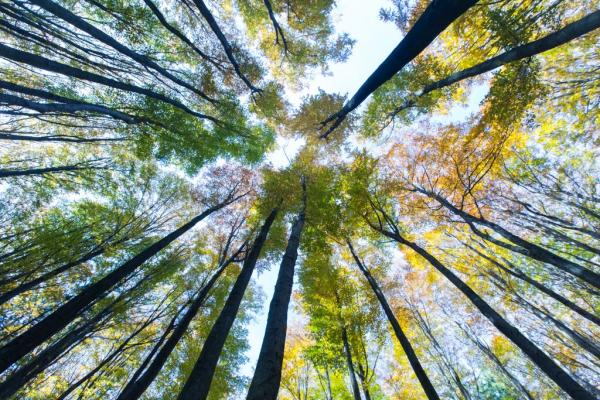 Die Ansprüche an den Wald von den verschiedensten NutzerInnengruppen werden immer höher.