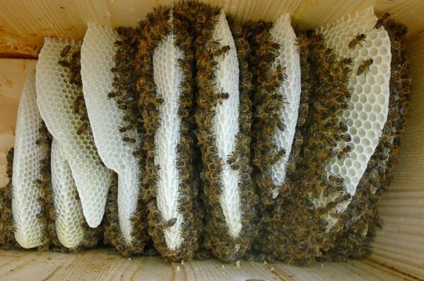 Stapel von Bienenwaben mit Bienen