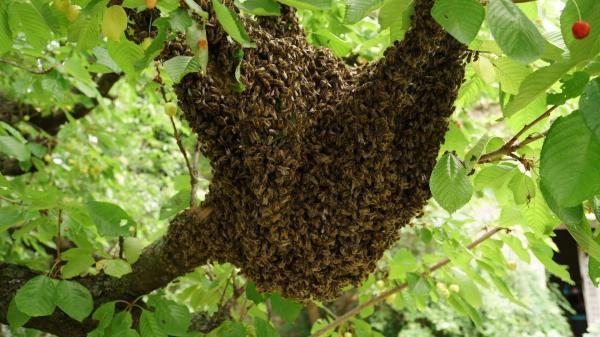 Bienenschwarm + Baum