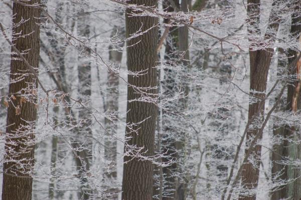 Blick in den winterlichen Wald