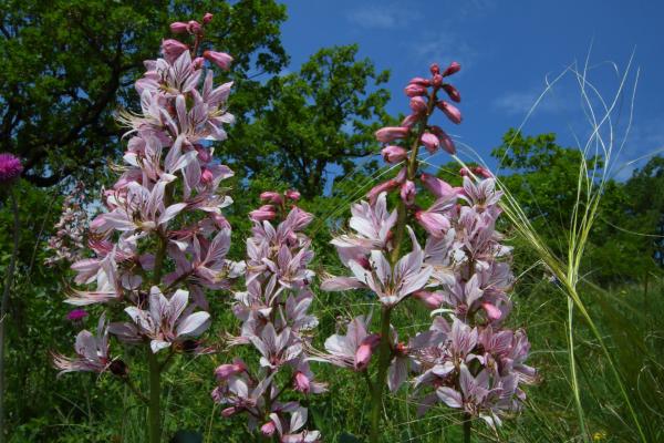 Blume Steppenführung