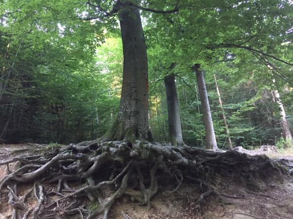Baum im Wald, Wurzeln