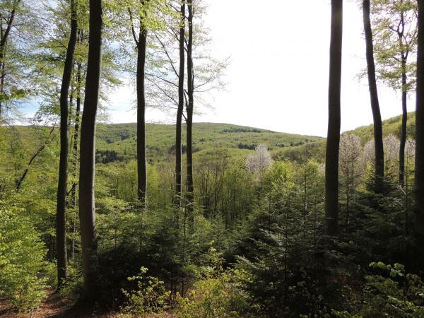 Blick aus dem Wald