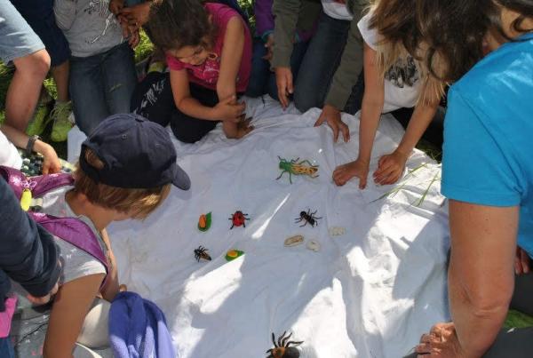 Kinder entdecken Wiesenvielfalt
