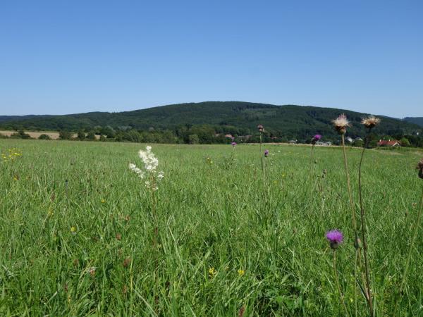 Blick auf Mauerbach mit Wiese, Häuser und Wald