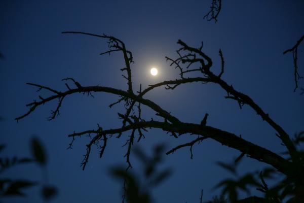 Blick in den Nachthimmel mit Ast und Mond