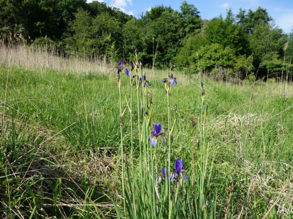 Iris Sibirca