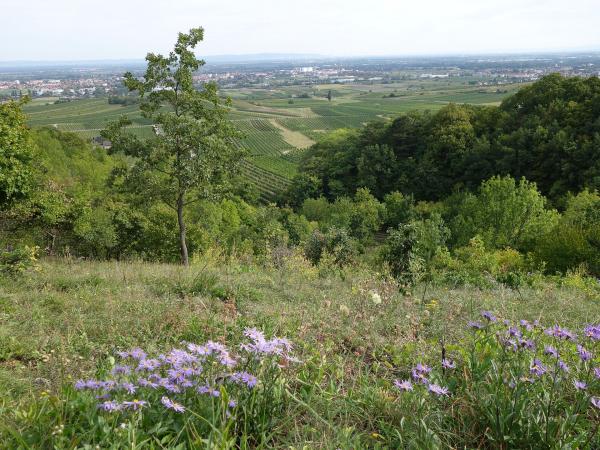 Blick vom Tieftal über Gumpoldskirchen