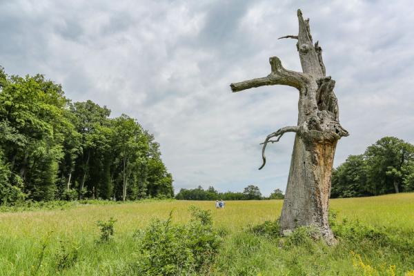 abgestorbener Baum auf Wiese mit Wald im Hintergrund