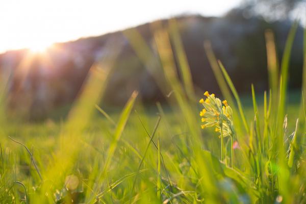 Wiese mit Sonnenlicht