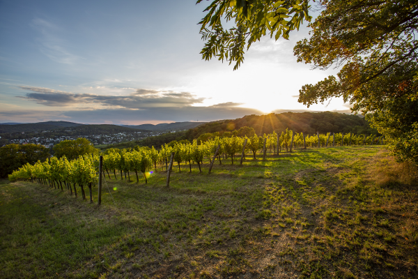 Im Vergleich zu anderen großen Weinbaugebieten sind die Weingärten im Wienerwald kleinflächig angelegt und weisen vielfältige Strukturen wie Böschungen, Raine, Hecken und Feldgehölze, Brachen, Obstbäume und Trockensteinmauern auf. Diese bieten vielen seltenen Tier- und Pflanzenarten wertvollen Lebensraum.