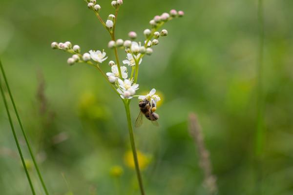 Biene auf weißer Blüte