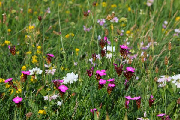 Blumenwiese