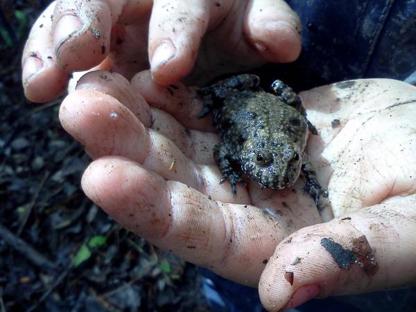 Frosch in einer Hand