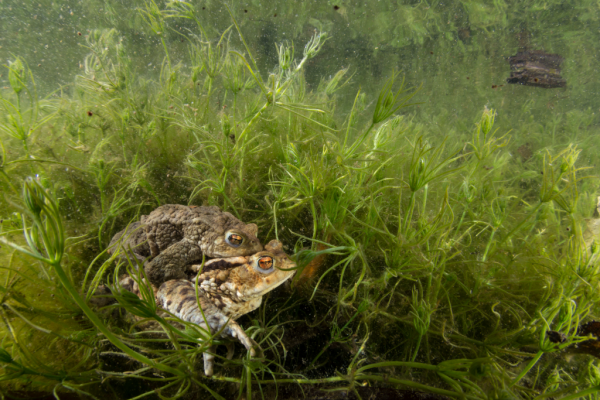 An vielen Wanderstrecken im Biosphärenpark Wienerwald engagieren sich zahlreiche Freiwillige in Vereinen und Gemeinden, um die gefährdeten Tiere sicher zu ihren Laichgewässern zu geleiten und vor dem Straßentod zu bewahren. 