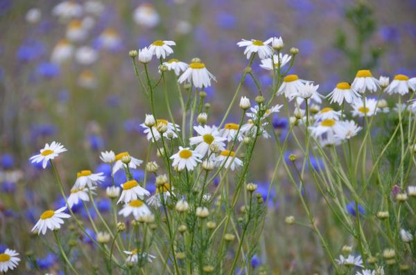 Blumenwiese