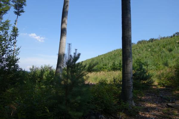 Blick in den Wienerwald