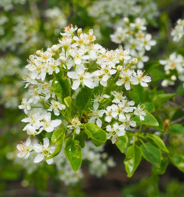 Steinweichselblüte