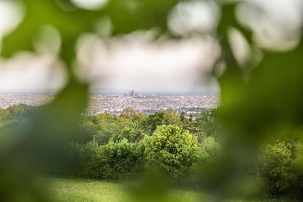 Blick vom Cobenzl über Wien