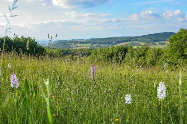 Wienerwaldwiese im Vordergrund mit Blick auf Wald und Häuser im Hintergrund