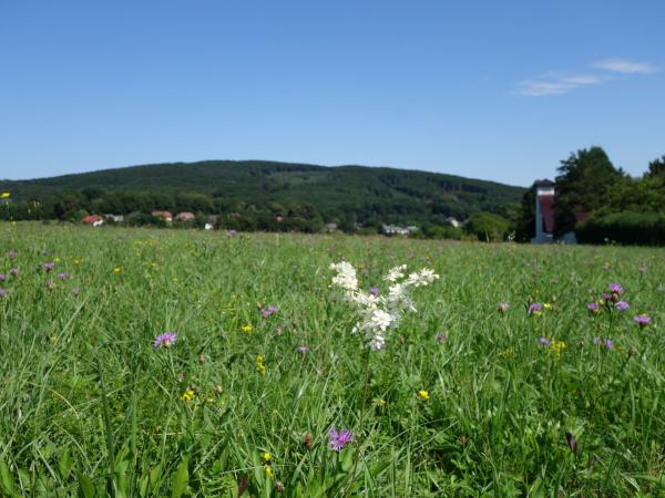 Wiese mit weißer Blüte im Vordergrund, dahinter Wald und blauer Himmel