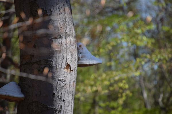 Pilz am Baumstamm
