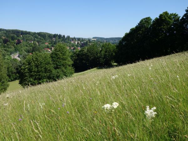 Wiese und Wald