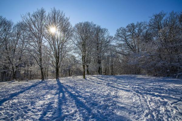 Winterwald
