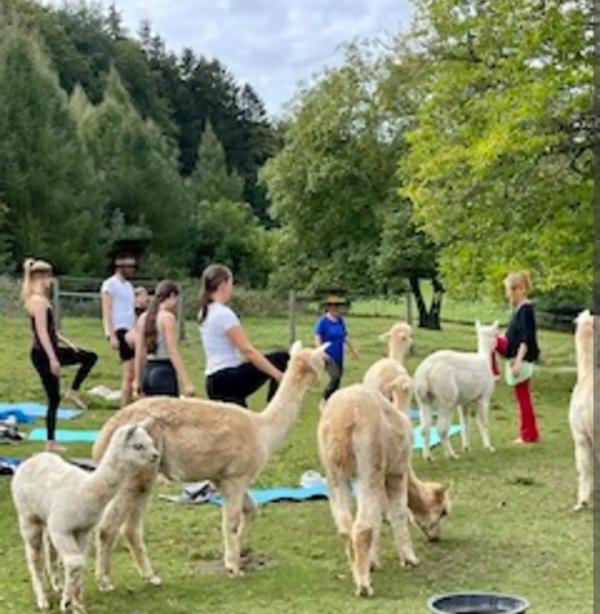 Menschen und Alpakas in natürlicher Umgebung. Einige machen Yoga, während Alpakas um sie grasen.