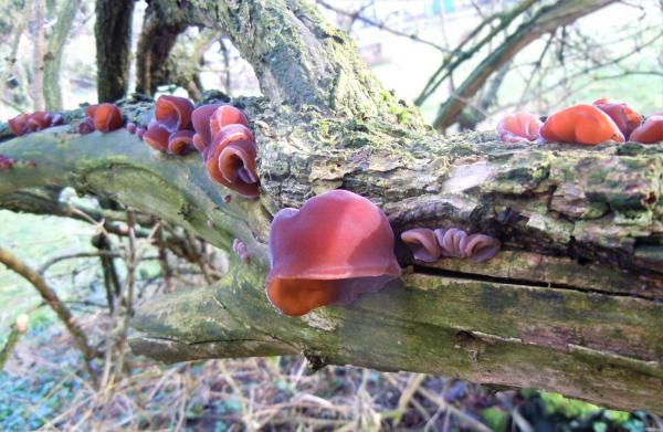 Mehrere Pilze wachsen auf einem toten Baum