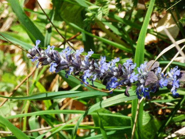 Lavendel