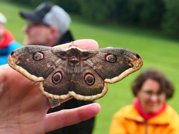 Mensch hält Schmetterling in der Hand