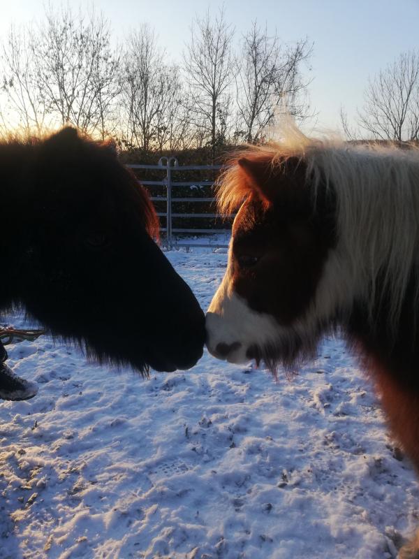zwei pferde kuscheln, winterliche Landschaft