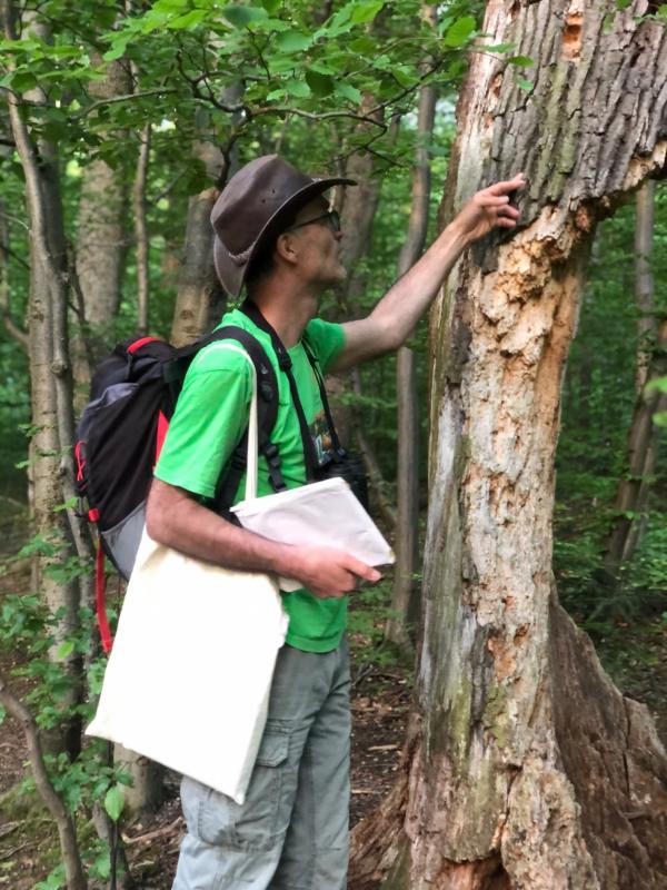 Mann schaut Spuren von Specht auf Baum an