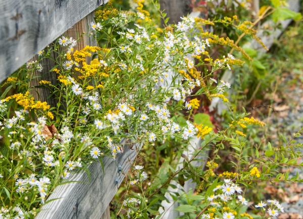 Ein Zaun mit gelben und weißen Blumen, die daran wachsen.