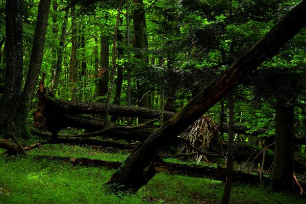 grüner Wald mit umgekippten Baum