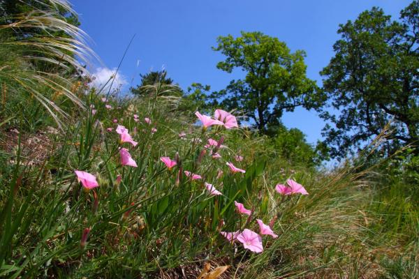 Pinke Blumen in Trockenrasenlandschaft