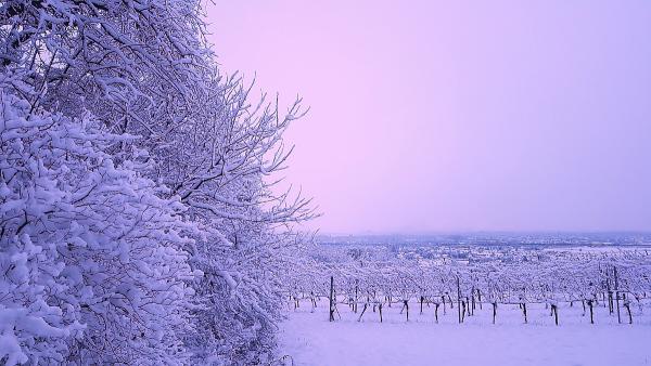 Ein schneebedeckter Baum in einer winterlichen Landschaft.