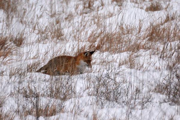 Fuchs spaziert durch winterliche Landschaft