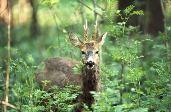 Reh in Buschlandschaft